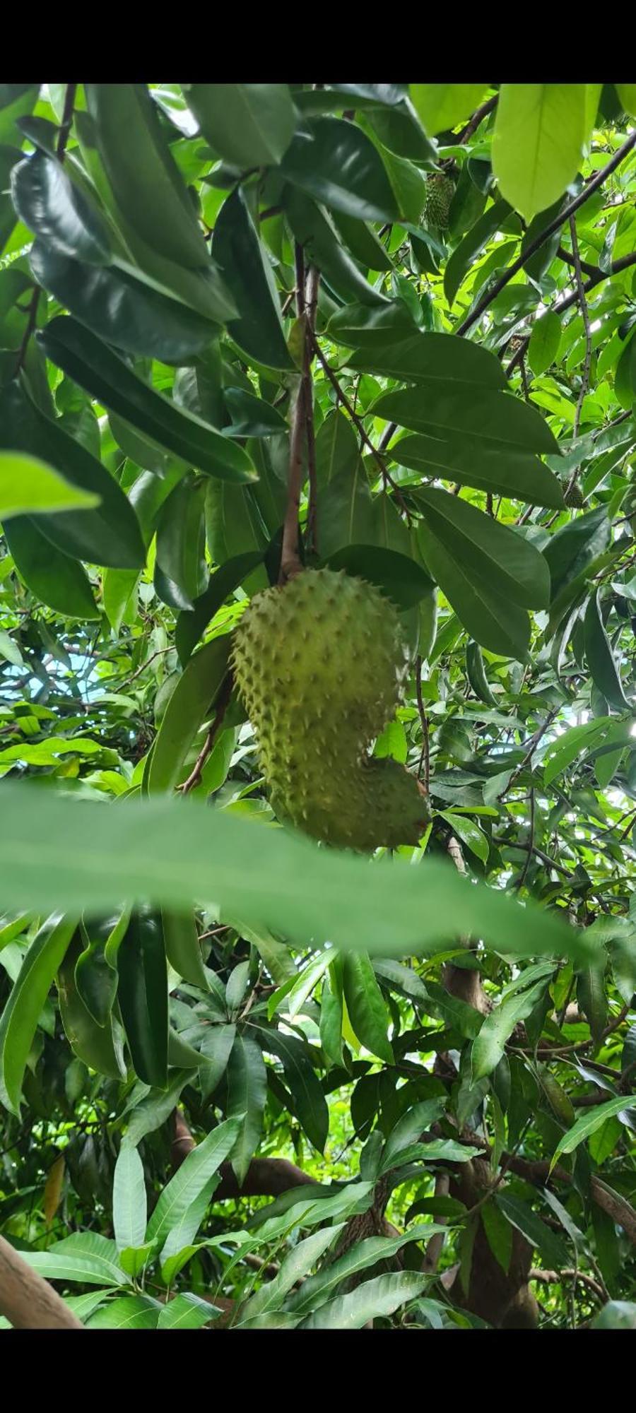 Le Corossol Appart Mamoudzou Bagian luar foto